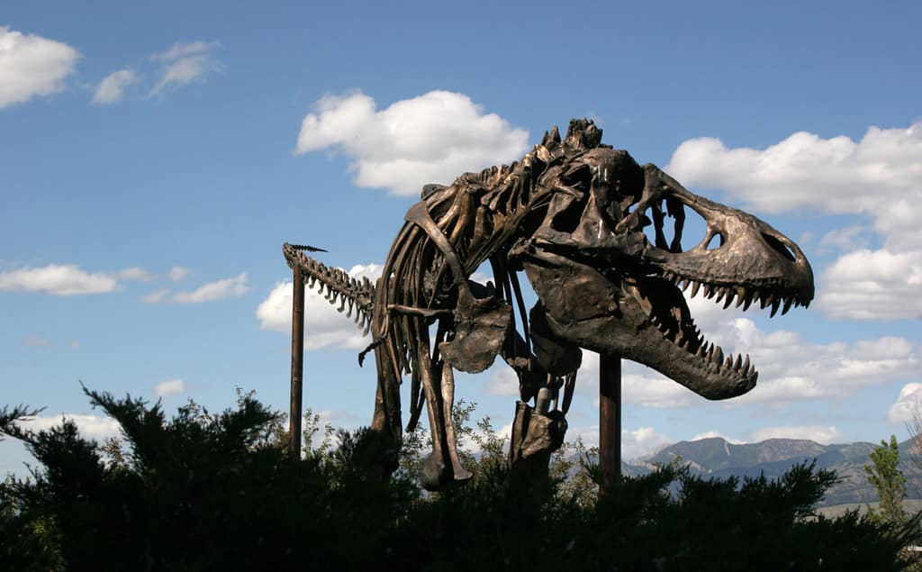 Dinosaur Museum of the Rockies