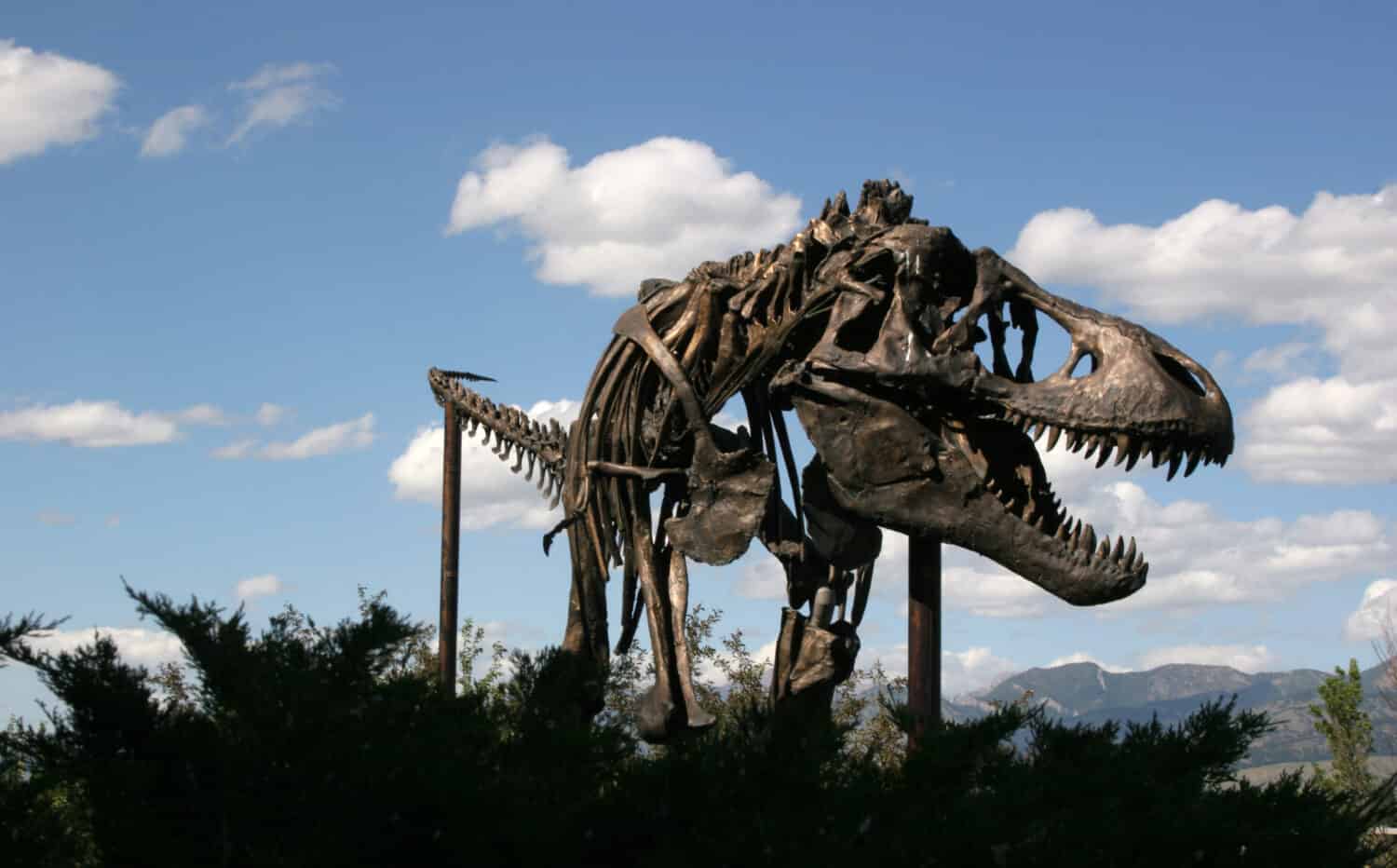 Dinosaur Museum of the Rockies Montana USA