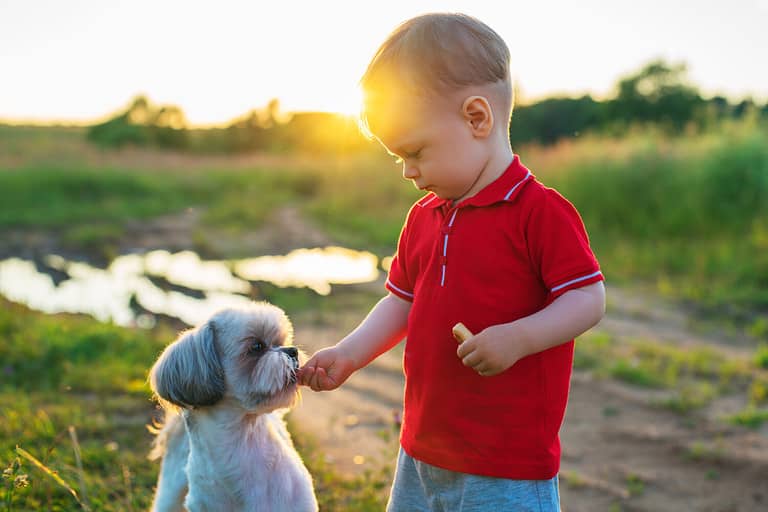 One year child feeding dog on nature walking. Sunset light colors.