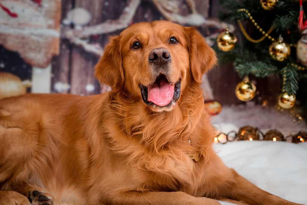 golden retriever dog on new year background with Christmas tree toys