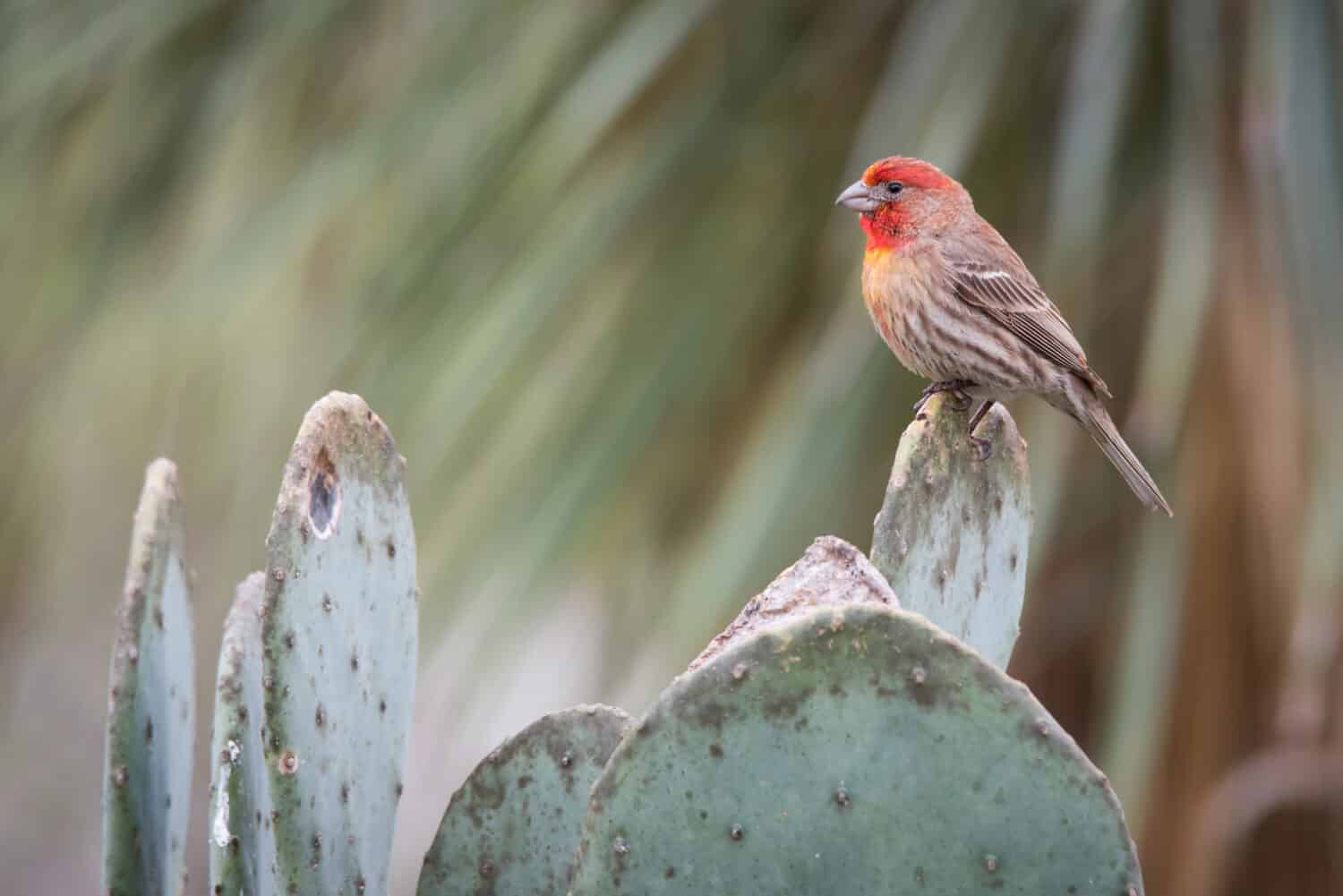 A House Finch perched atop a cactus at the Mitchell Lake Audubon Center near San Antonio, Texas.