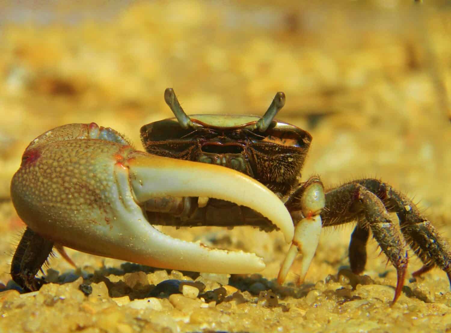 Male Red-Jointed Fiddler Crab (Uca Minax)