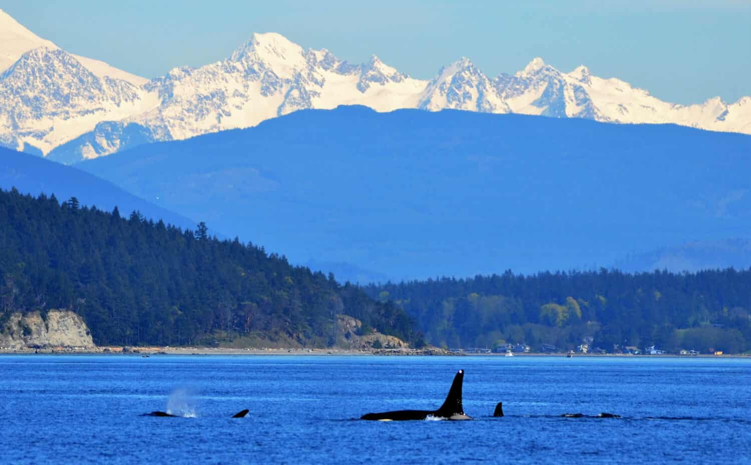 Whales Puget Sound