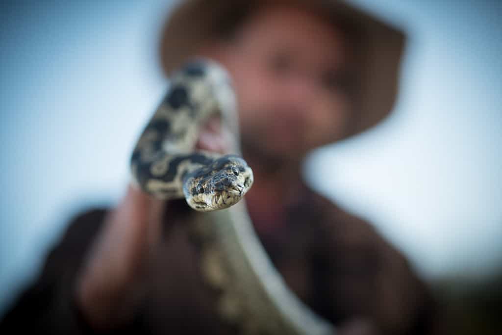 snake handler with Python
