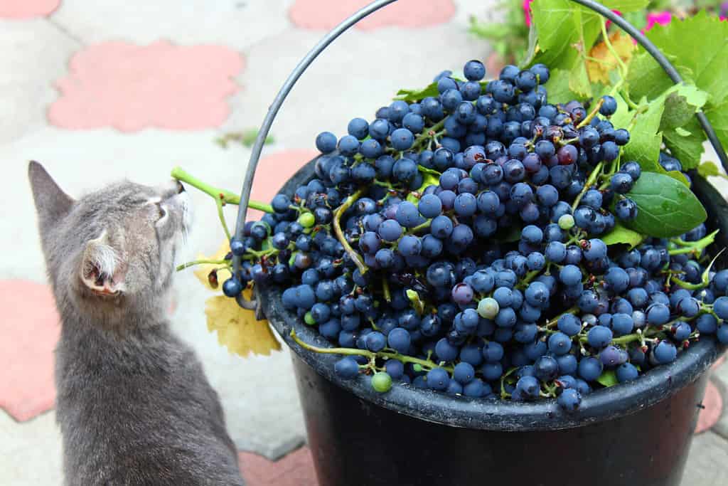 Cat and blue grapes