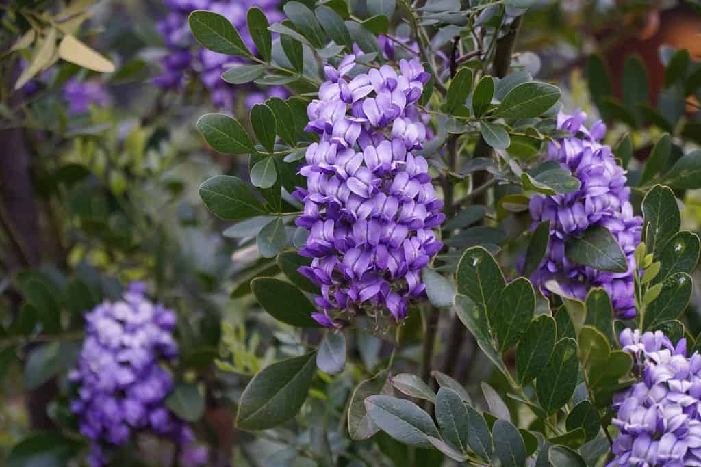 Texas mountain laurel shrub is in bloom with fragrant purple blooms. Latin name is Sophora secundiflora. Other common names are: Mescal bean, Mescal bean sophora, Frijolillo, Frijolito.