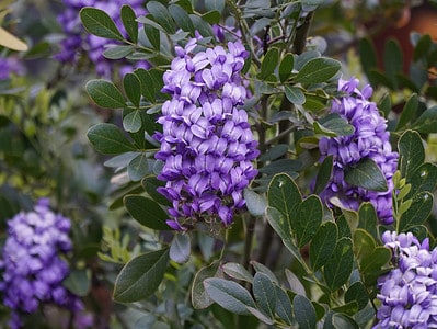 A 11 Gorgeous Blue Flowering Trees