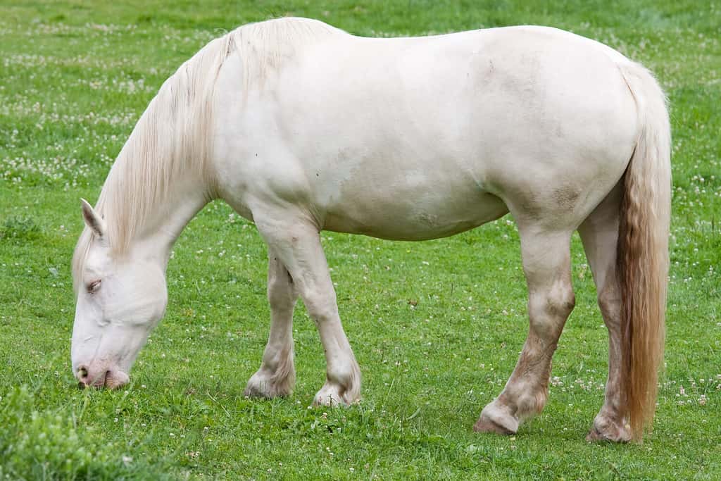 A Cream Draft horse grazing in the field.