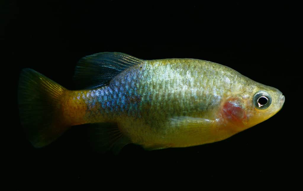 Male Redtail Goodeid, Orangetail Goodeid, Redtail Splitfin (Xenotoca eiseni)