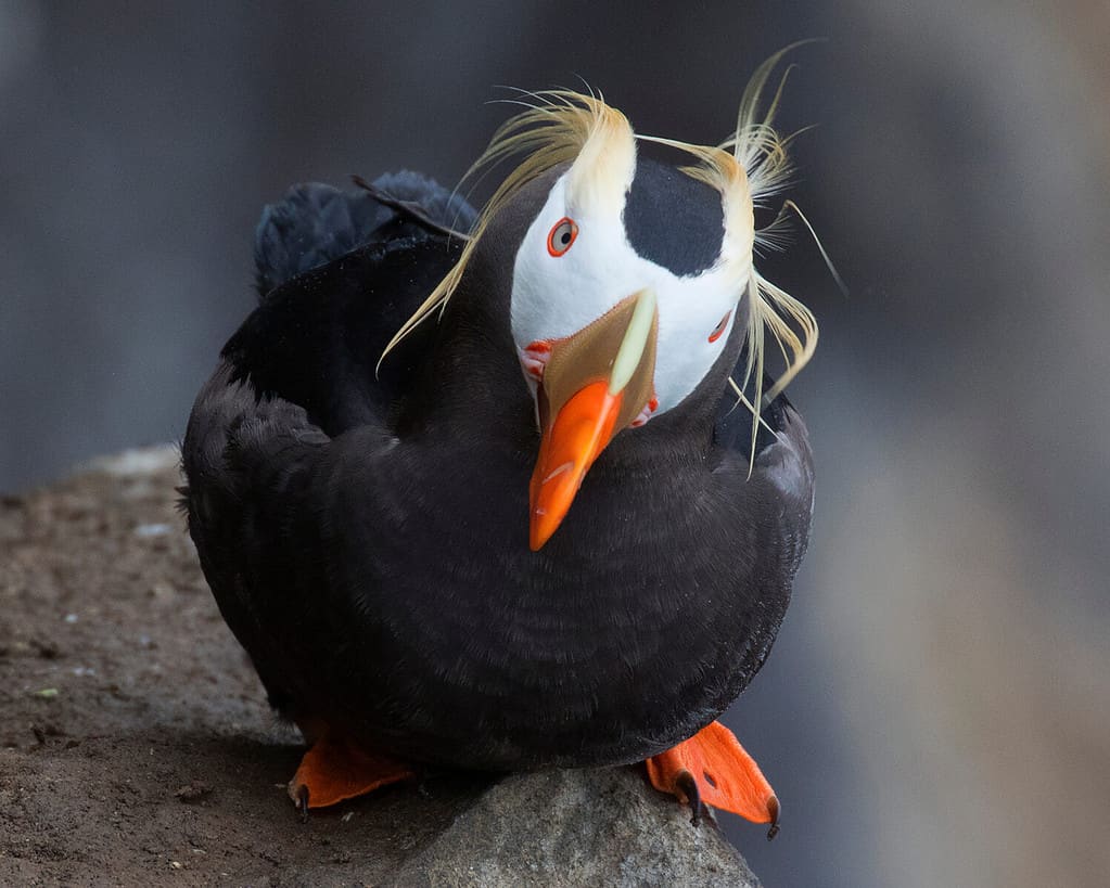 "Who's got my hairspray?" Tufted Puffin, St. Paul Island