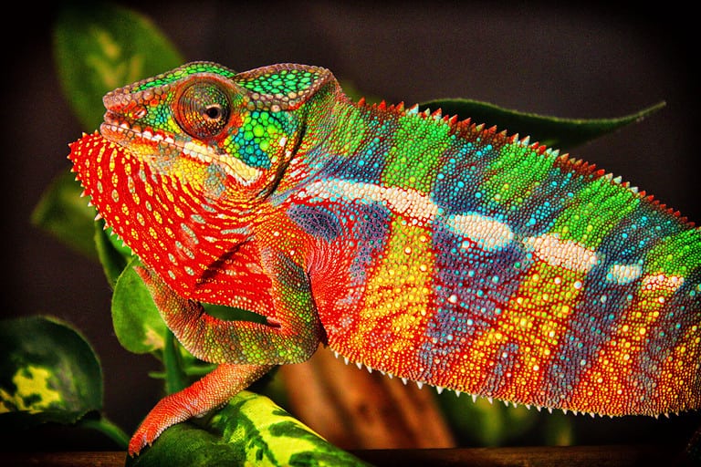 The Best Lizards To Keep As Pets - A-Z Animals Slideshows