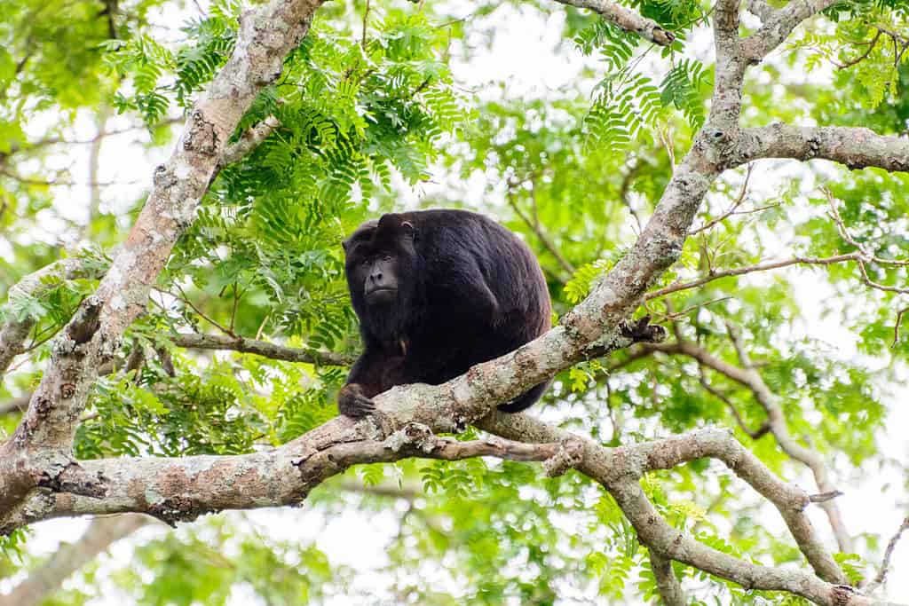 A howler monkey is sitting on a branch in the trees of the Bolivian Amazon
