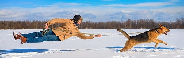 Mastering the Stay Command: How to Teach Your Dog to Stay in Place - A ...