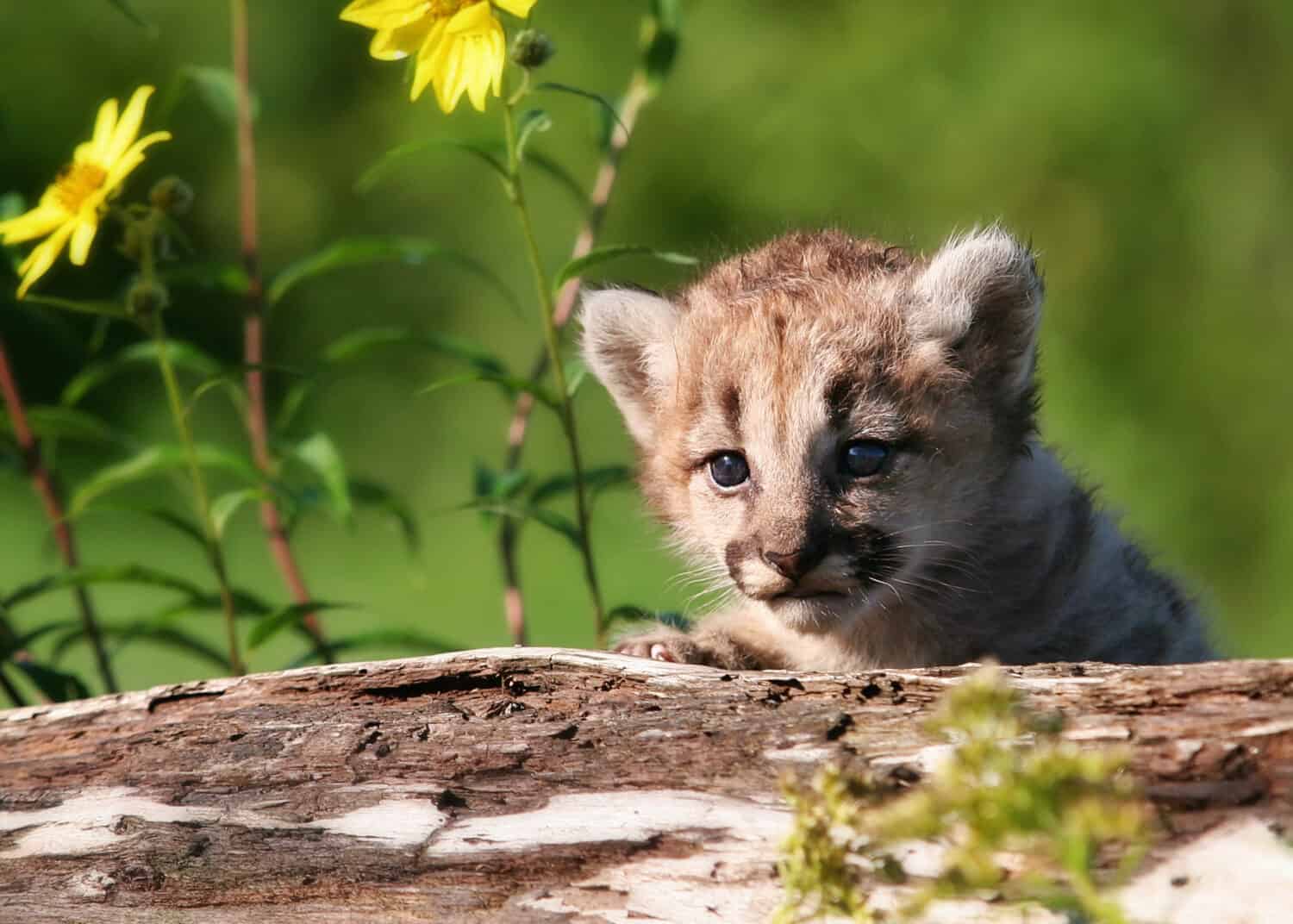 Young mountain lion kitten