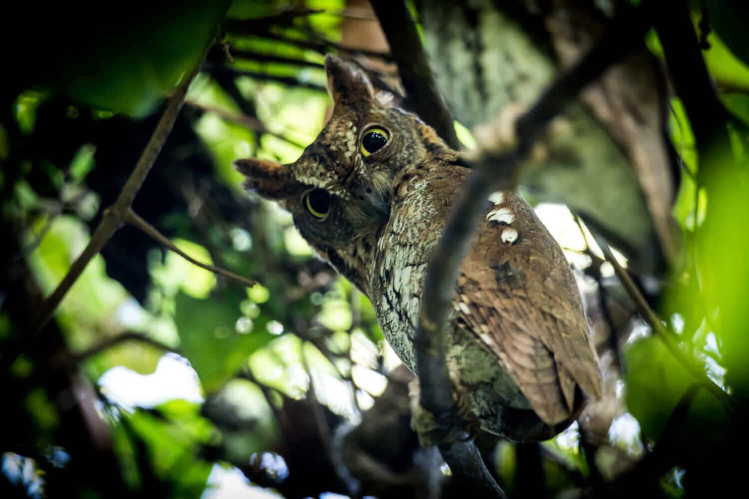 Oriental Scops Owl(Otus sunia) catch on the branch in day time in nature 