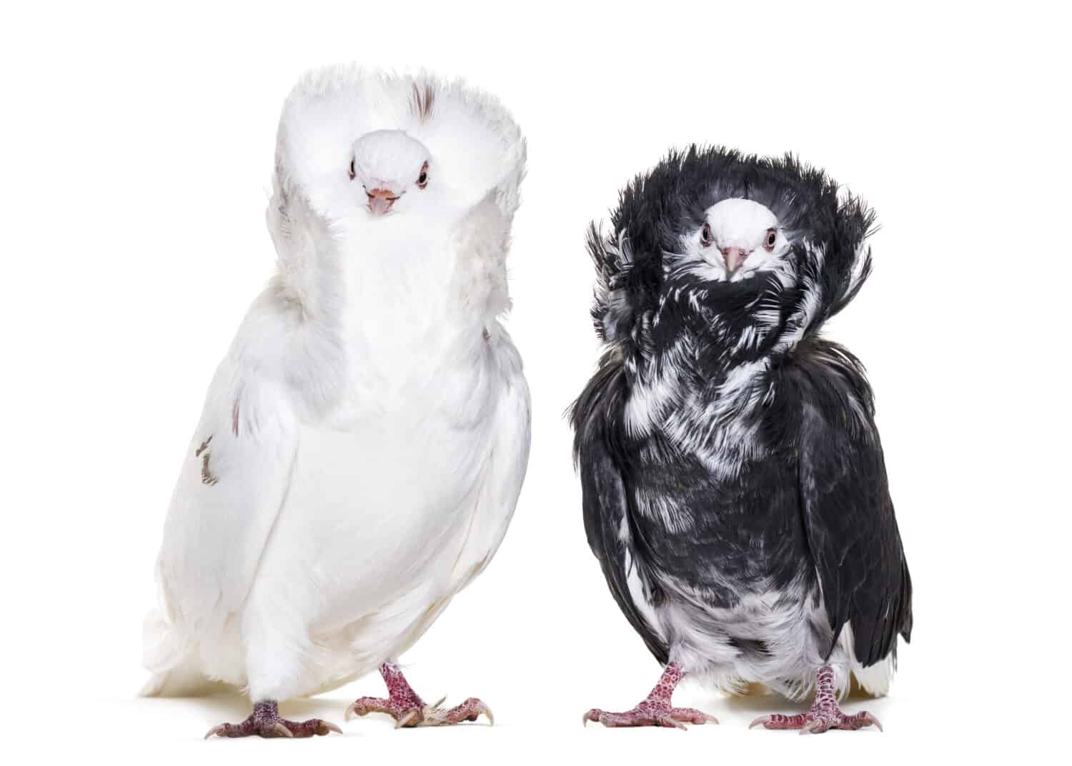 Black and white Jacobin pigeons in portrait against white background