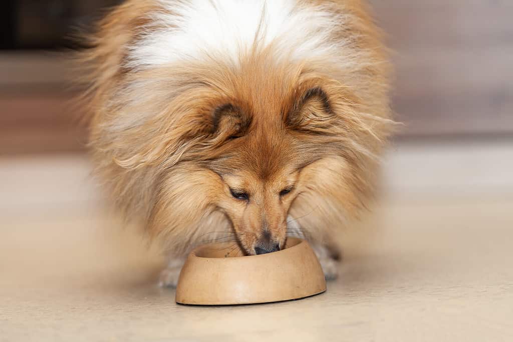 Shetland sheepdog eats food from a food bowl