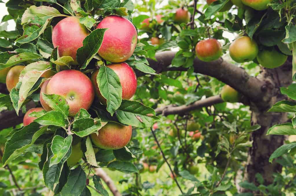 Ripe red honeycrisp apples on an apple tree in an orchard in Nova Scotia.