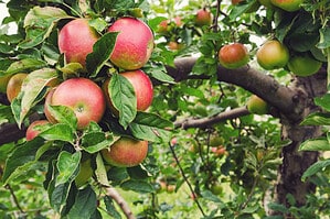 Apple Picking in Maine: The 15 Best Orchards and Farms photo