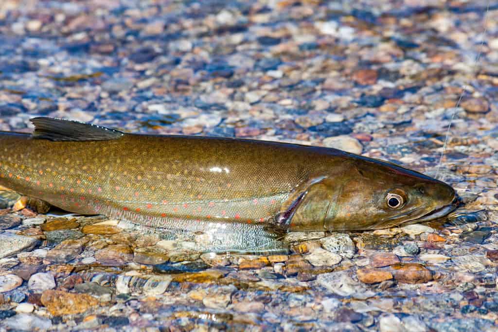 Wild bull trout caught and released in Idaho