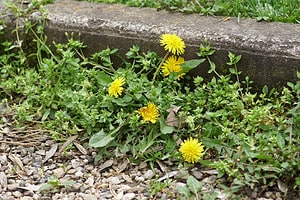 3 Homemade Weed Killer Formulas That Will Get the Job Done photo