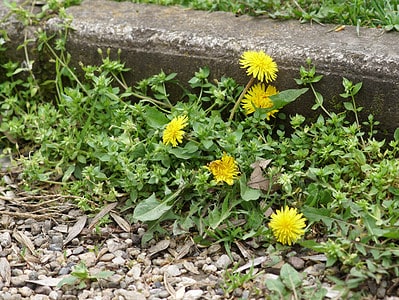 A 3 Homemade Weed Killer Formulas That Will Get the Job Done