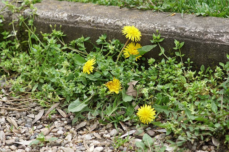 Weeds growing on a courtyard (dandelion and grass)