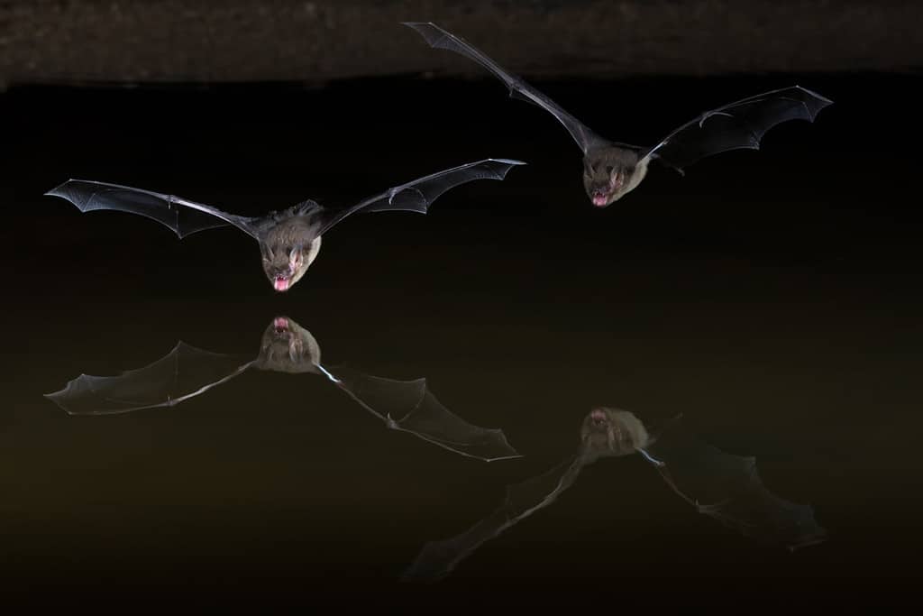 Western Pipistrelle or Canyon Bat