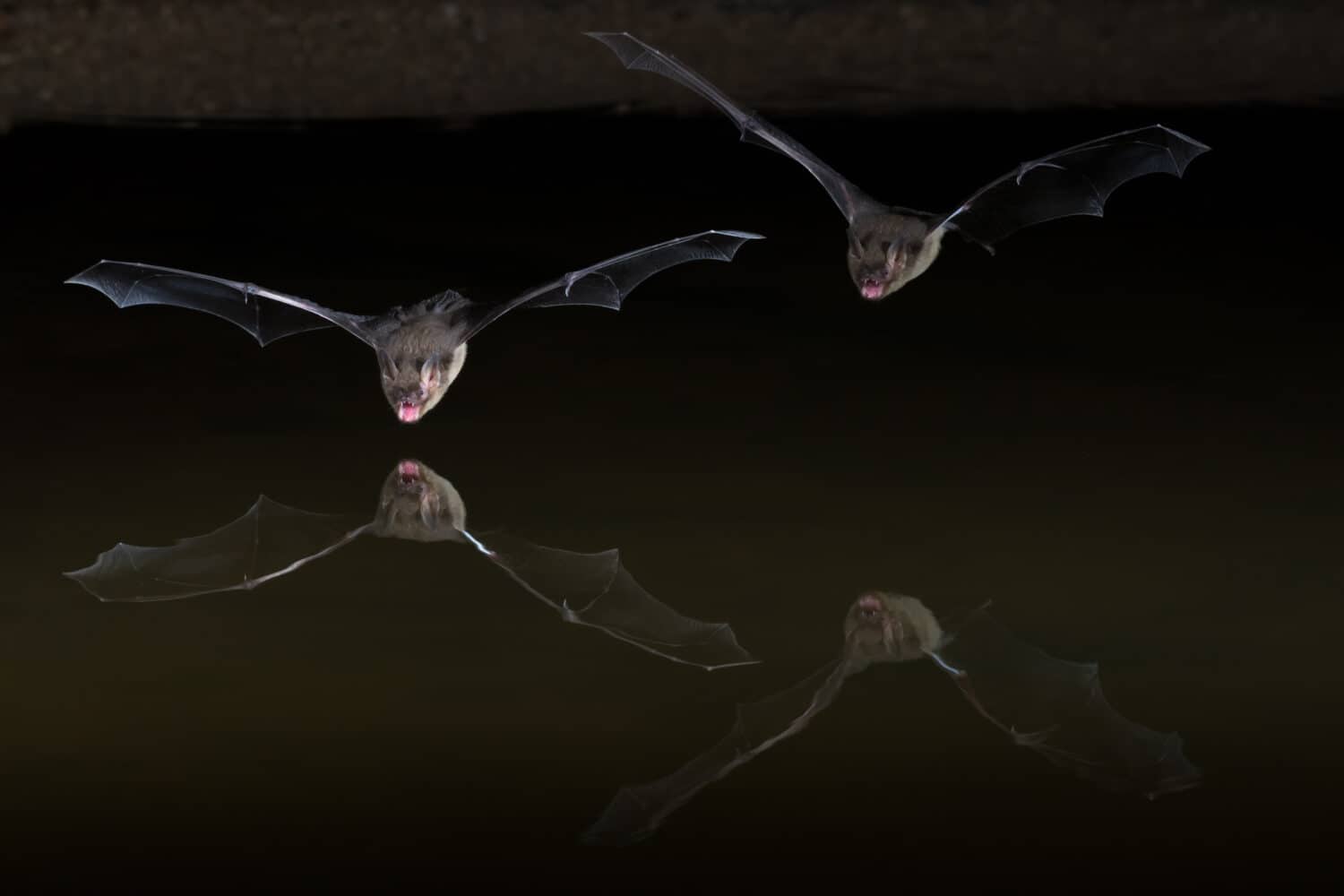 Western Pipistrelle or Canyon Bat 