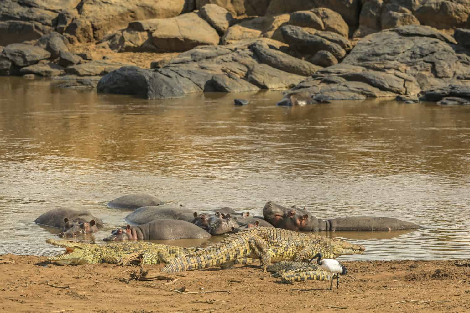 Crocodiles with hippos on a bank of the Mara River, Kenya.