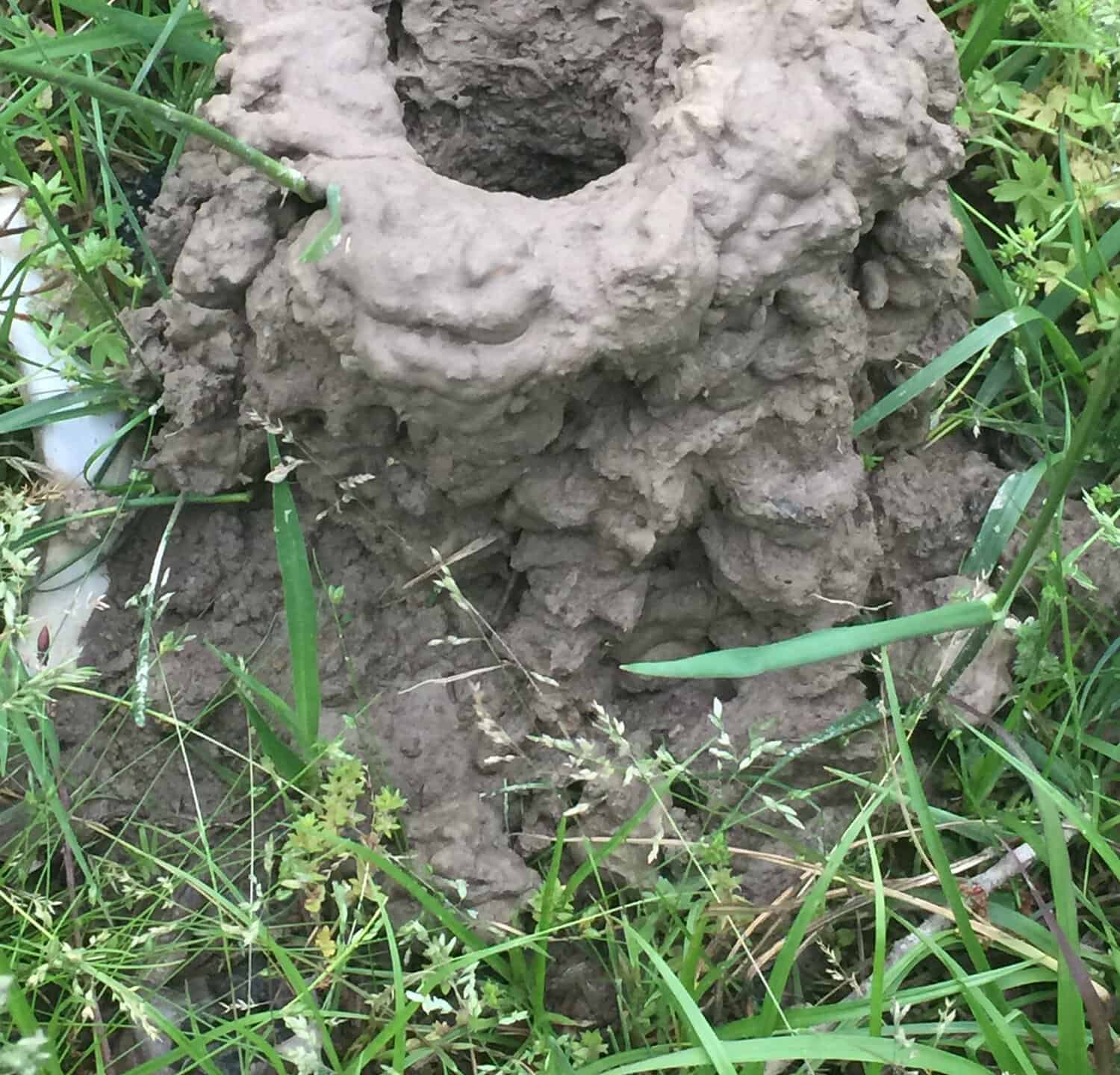 Crawfish burrow chimney