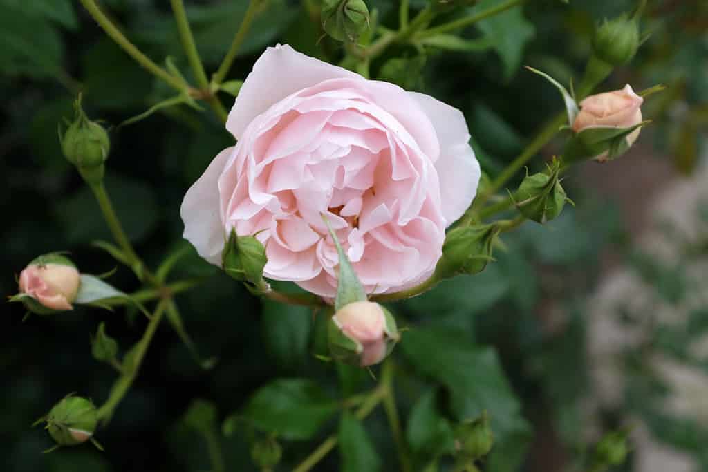 Tea Rose 'Duchesse de Brabant'.
