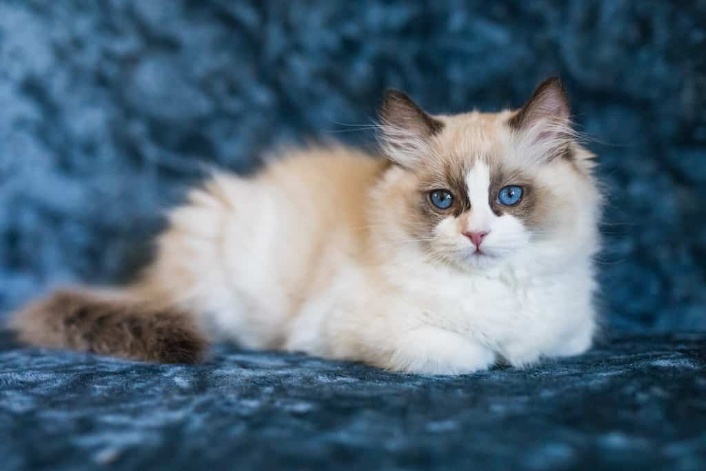 A cute bicolor ragdoll kitten relaxing on a blue background. The eleven weeks old cat is brown and white and it has blue eyes.