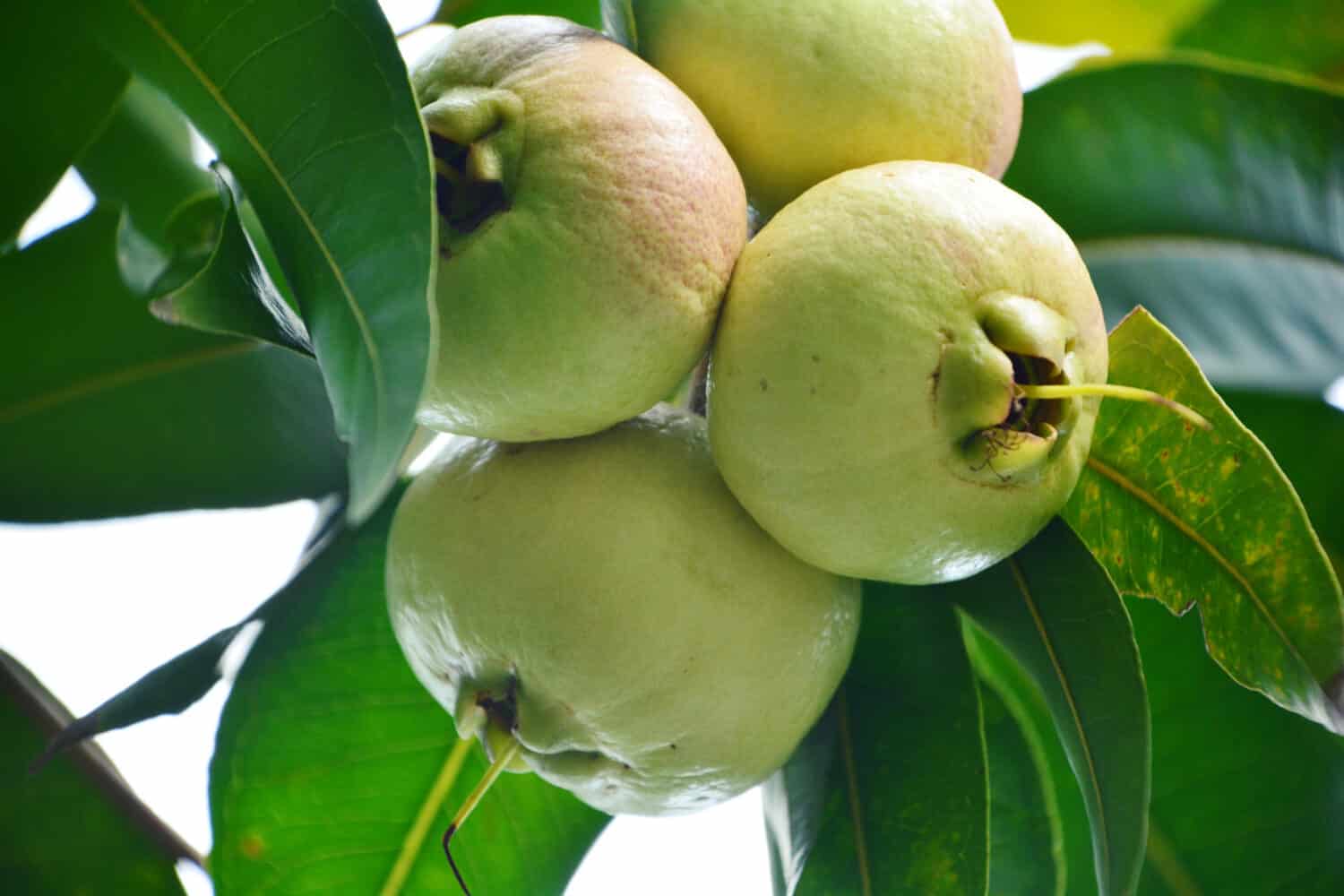 Syzygium jambos (Scientific name : Syzygium jambos (L.) Alston)