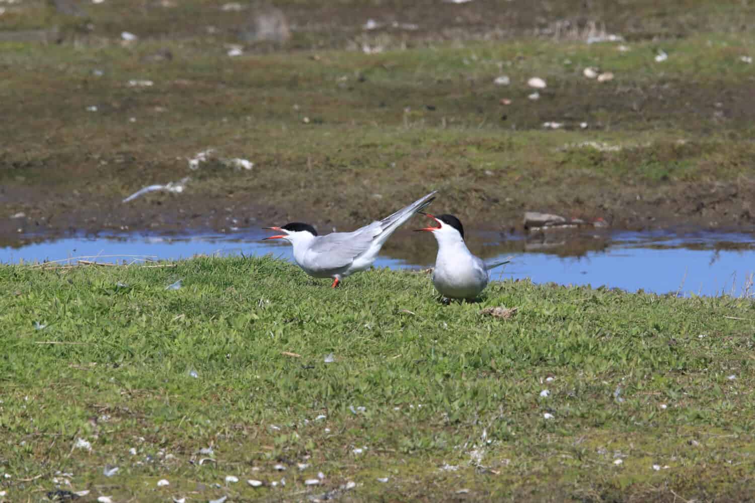  common tern (Sterna hirundo) Texel Holland