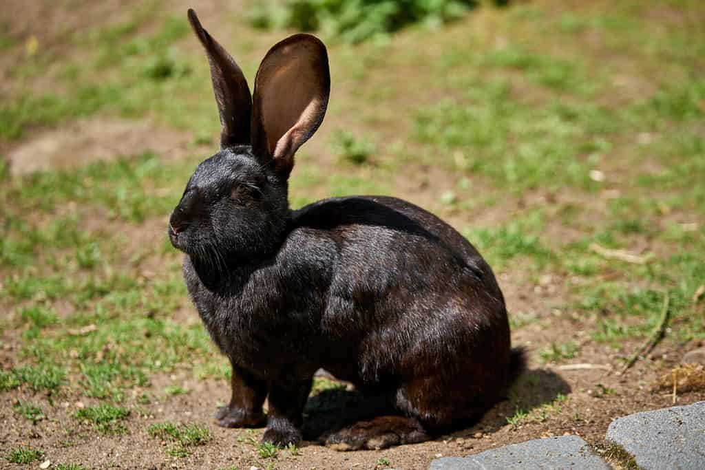 Black flemish giant rabbit on a sunny day