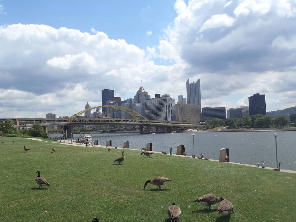 View on Pittsburgh skyline and Allegheny River from Three Rivers Heritage Trail - Pennsylvania - USA vith placid geese leisurely grazing on a neat lawn