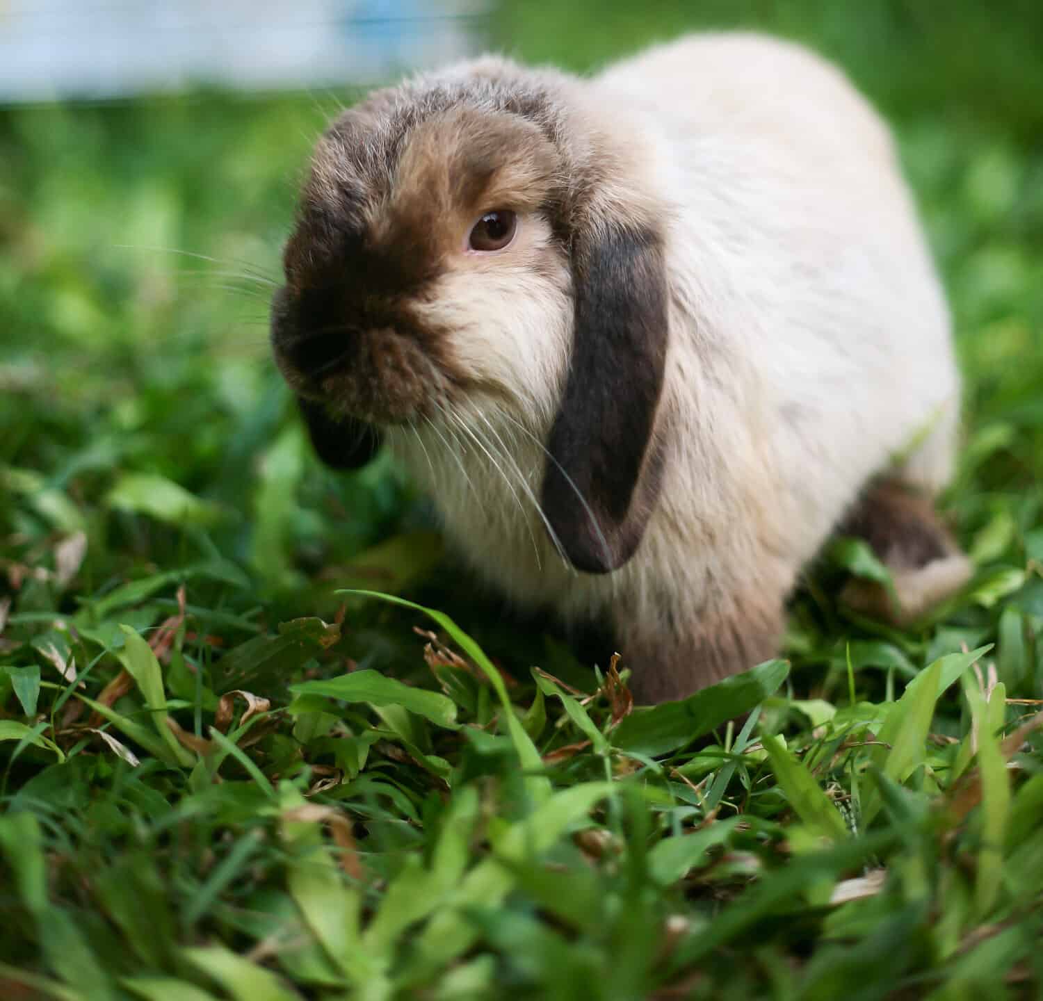 Siamese Bunny