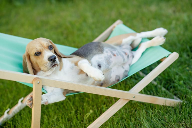 Beautiful pregnant dog