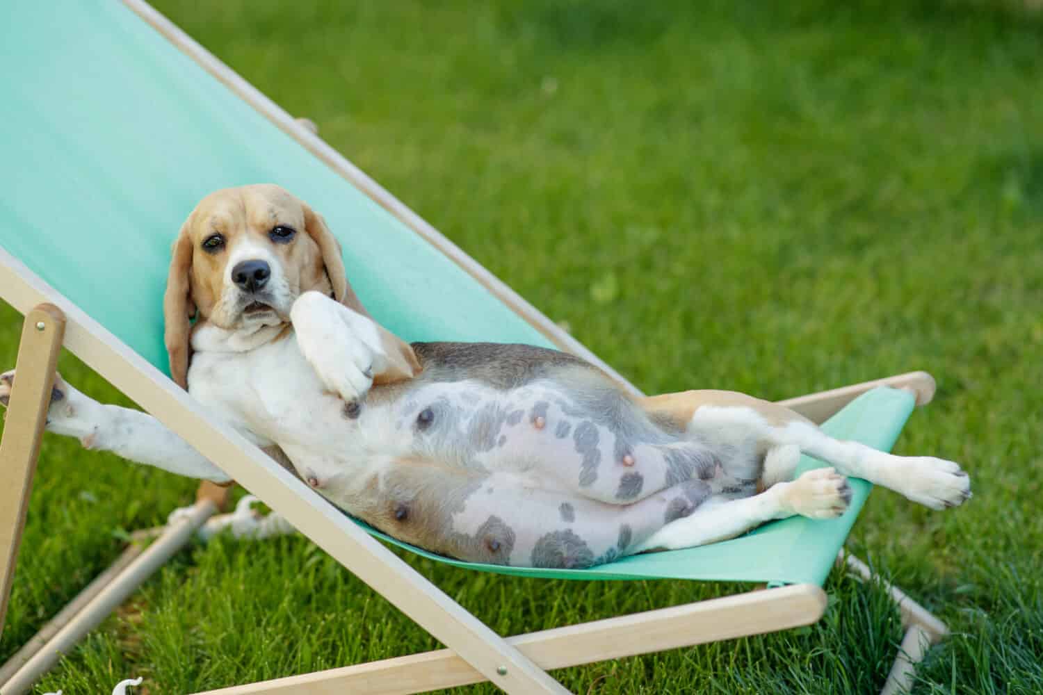 how long is a beagle pregnant? 2