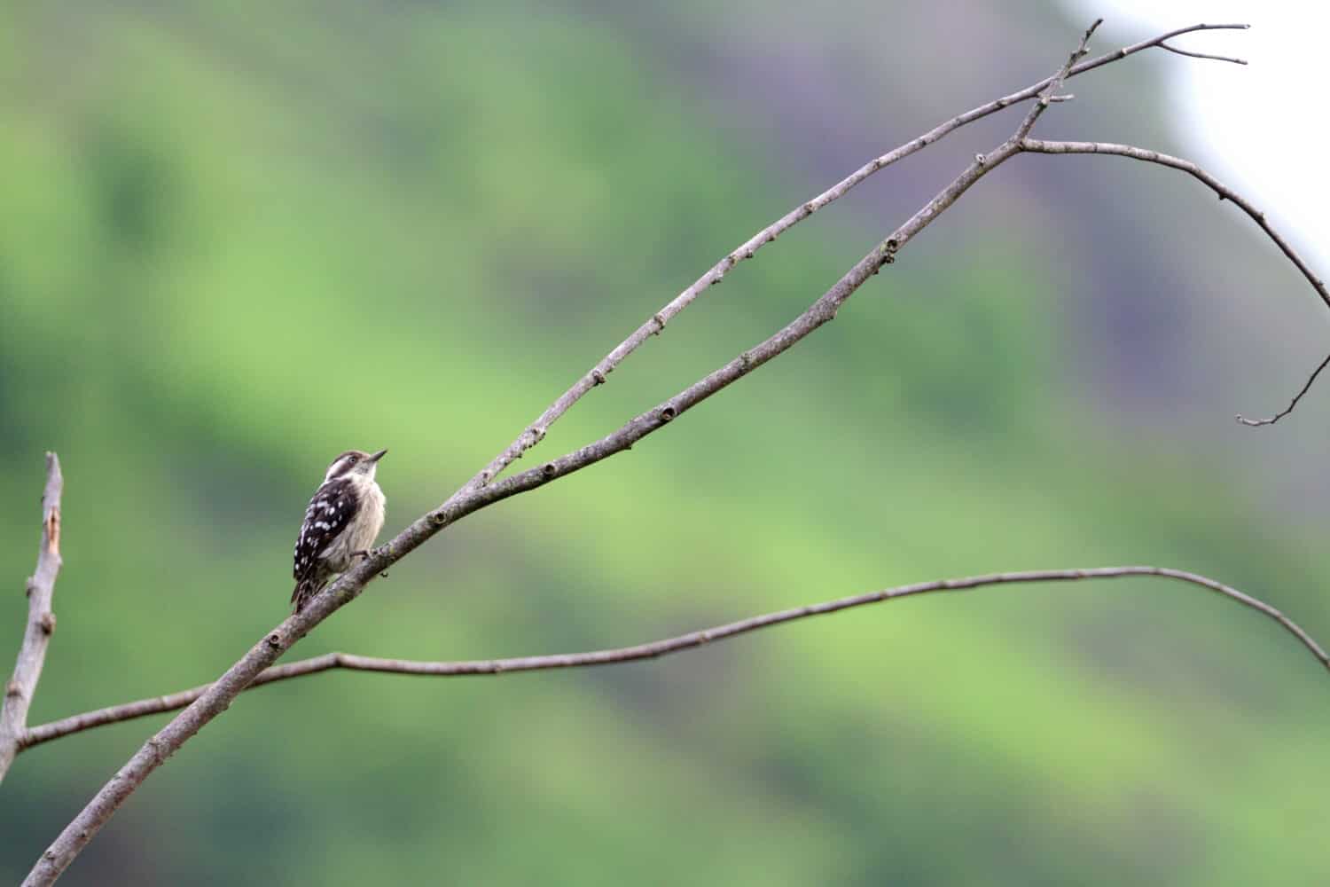 Brown capped pygmy woodpecker Bird