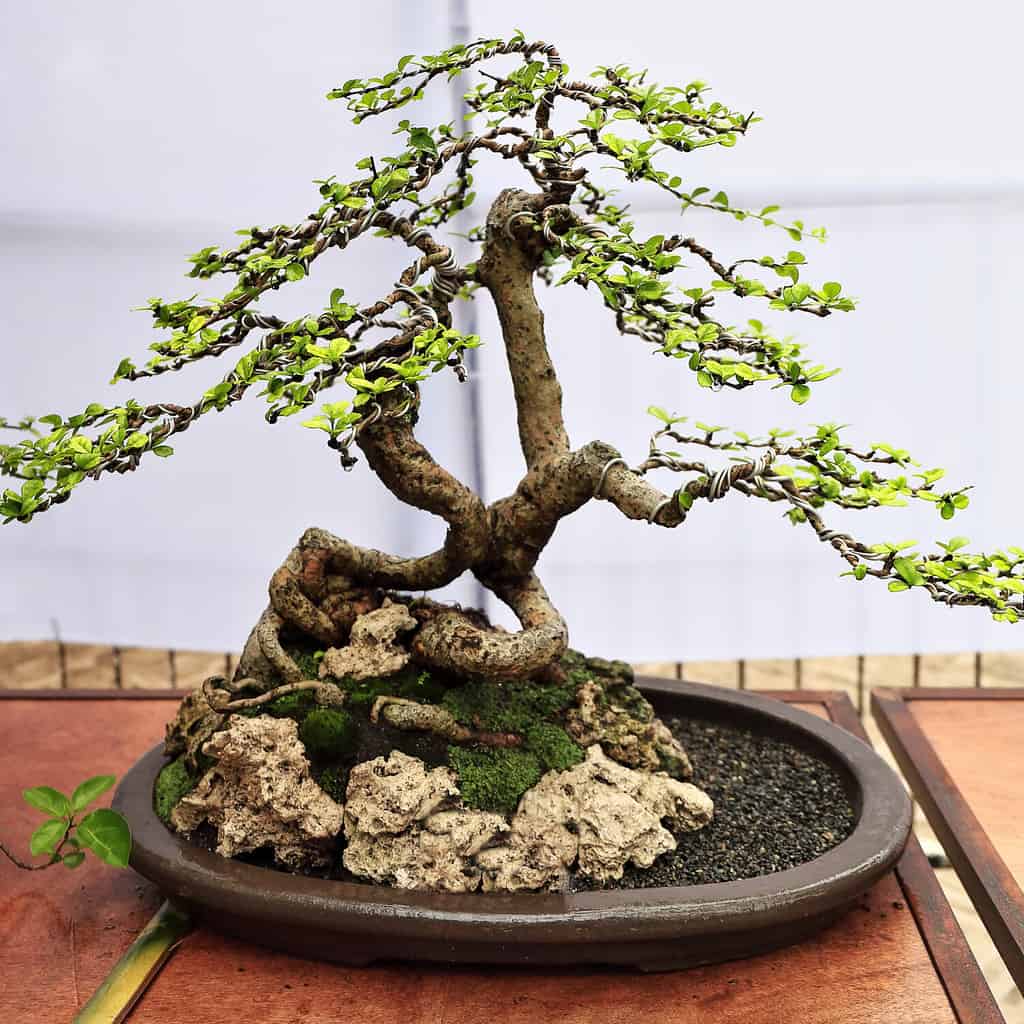 Bonsai or 'tray planting'-Japanese art-container cultivation of small trees to mimic the shape and scale of full size trees. Fukien tea tree-Ehrethia microphylla-Carmona retusa. Dumaguete-Philippines.