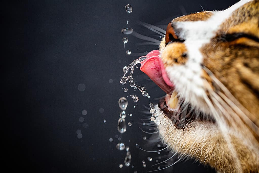 Prednisolone commonly causes excessive thirst in cats.