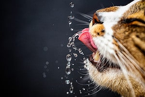 How Long Can a Cat Go Without Water? Picture