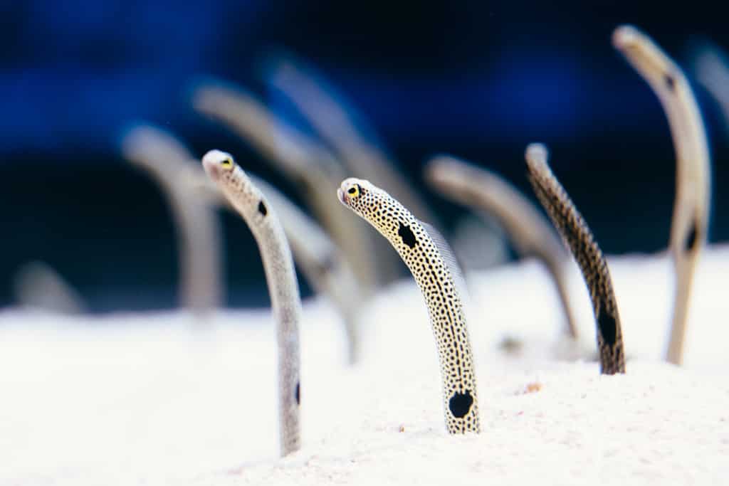 Cute spotted garden eels are out of sand