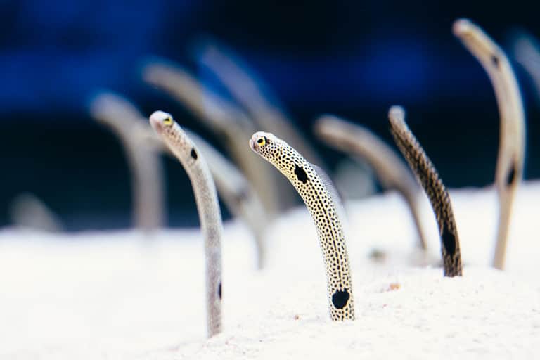 Cute spotted garden eels are out of sand