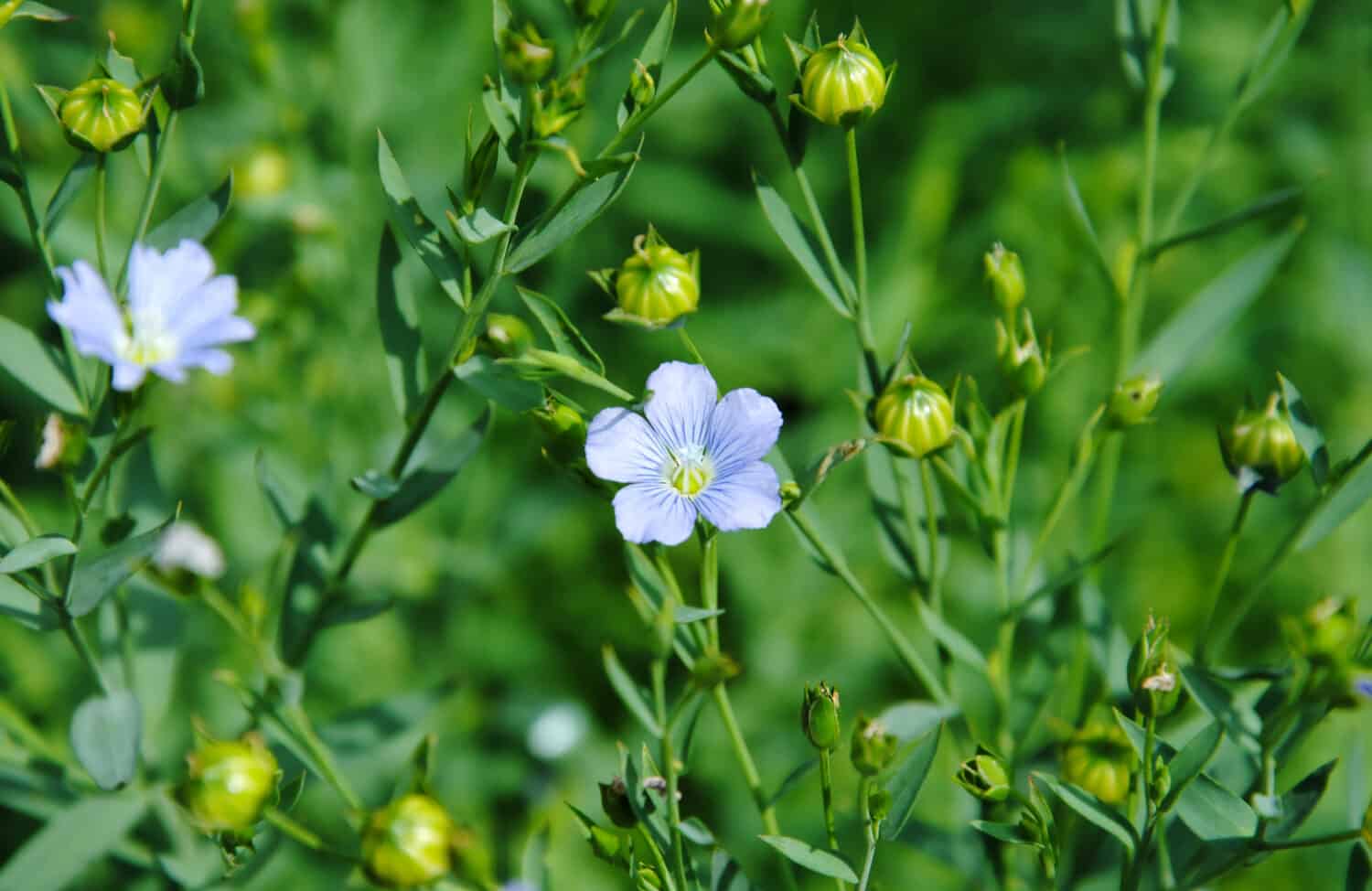 Close up of the pale blue flowers of flax or linseed (Linum usitatissimum)