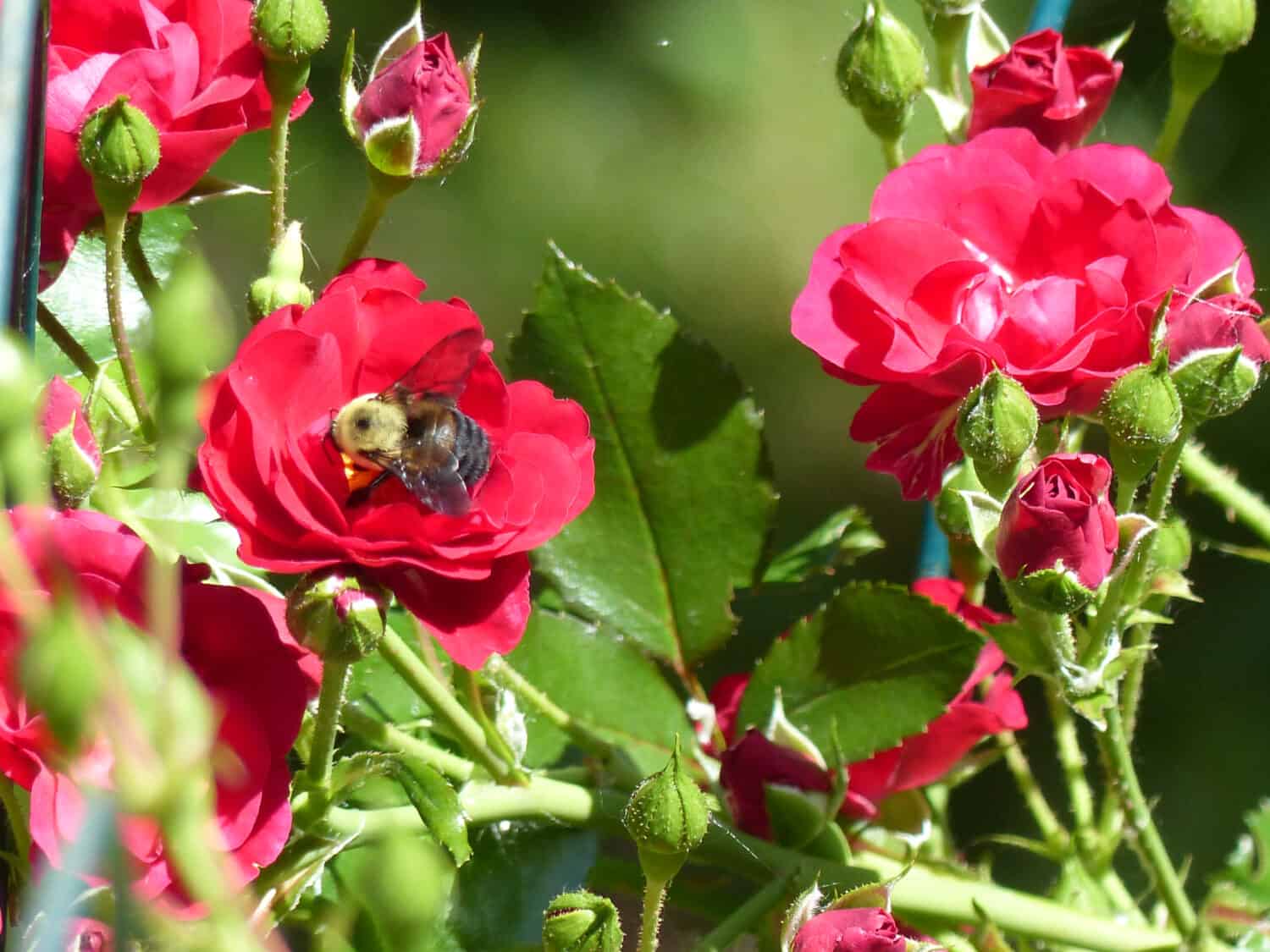 Red Meidiland Rose blossoms with bumble bee or carpenter bee pollinating.