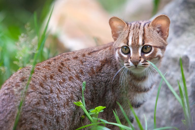 Rusty-spotted cat stand in grass with her head turned backward.