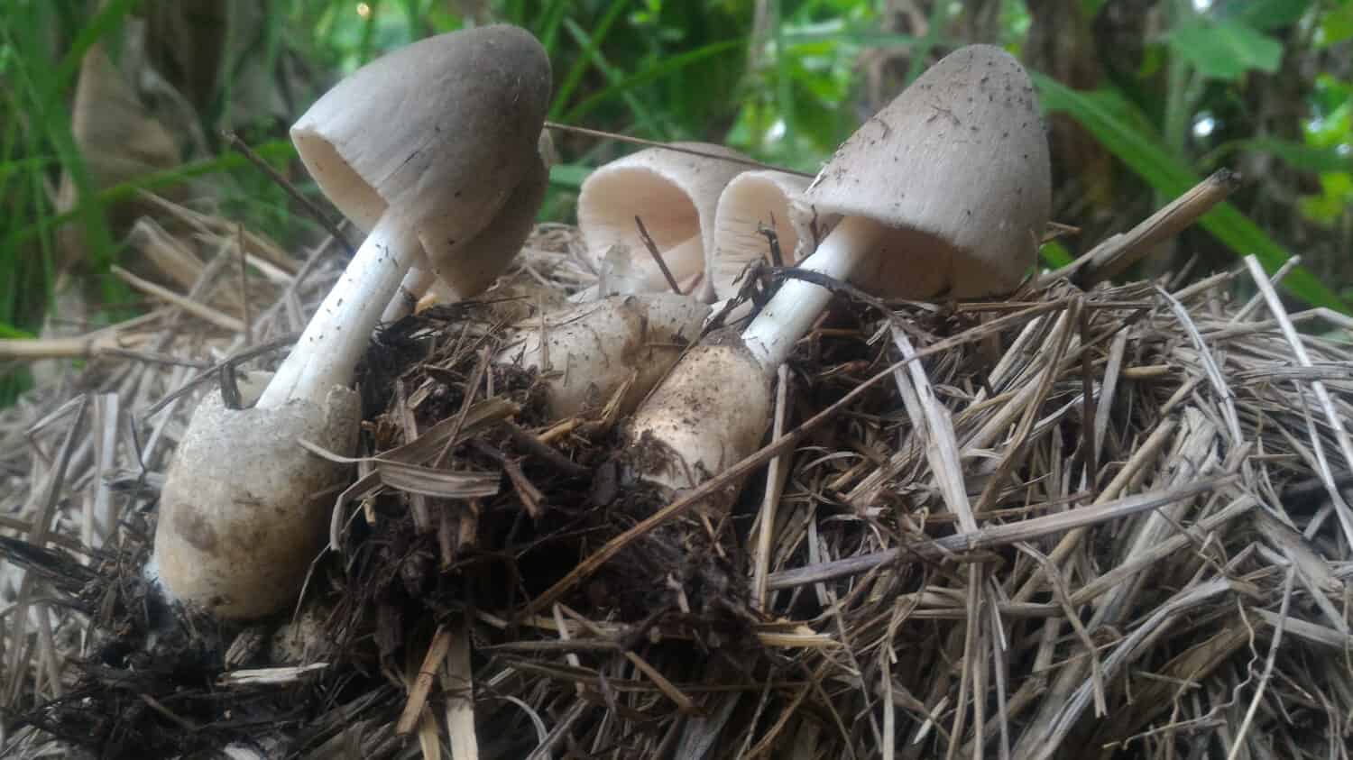 Mushrooms Growing in Straw Bales - My Northern Garden